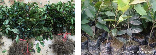 宁国油茶种(zhǒng)植在泰国受 宁国油茶种植在泰国受