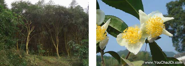 張灣竹山(shān)茶油(yóu)在國外受 張灣竹山(shān)茶油在國外受