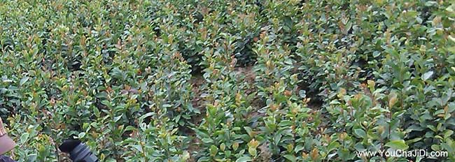 柳城鎮湘林油茶苗出 柳城鎮湘林油茶苗出