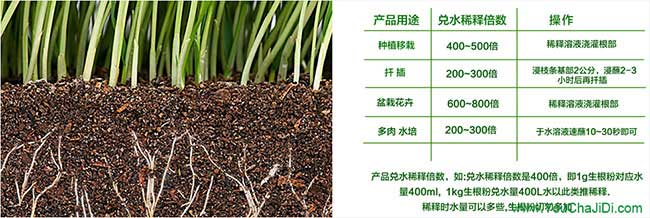 東莞種植油茶多久才能(néng) 東莞種植油茶多久才能
