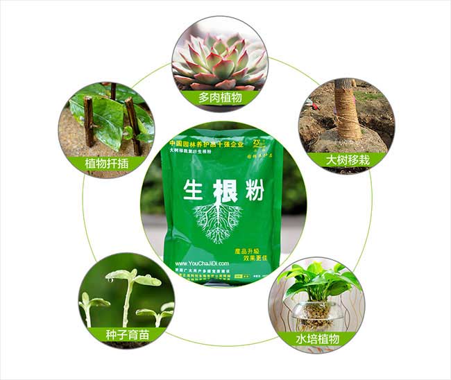 江門油茶種植的(de)主要問 江門油茶種植的主要(yào)問