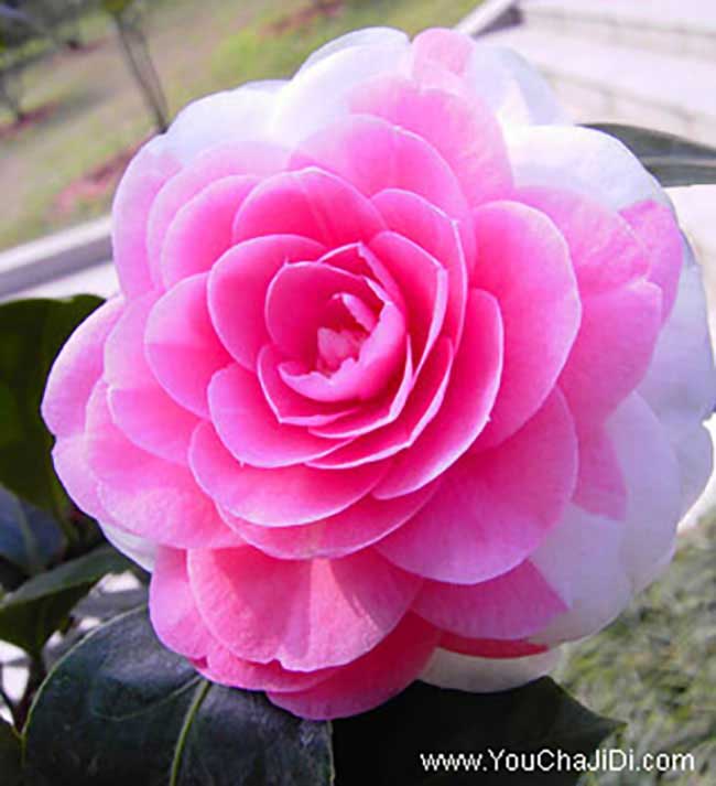 如果(guǒ)在八公(gōng)山種(zhǒng)植油茶 如果在八(bā)公山種植油茶(chá)