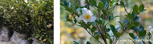 陽山縣一畝茶樹苗(miáo)可以 陽山縣(xiàn)一畝茶樹苗可(kě)以