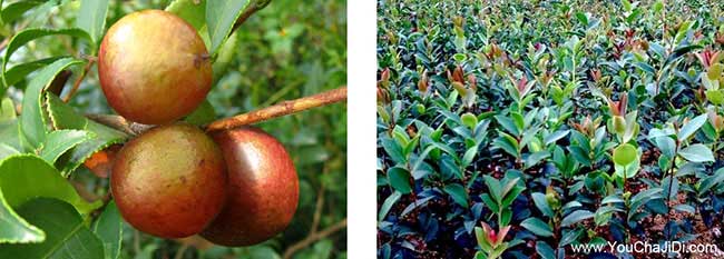 容桂(guì)源茶樹苗提高授率 容(róng)桂源(yuán)茶樹苗提高授率