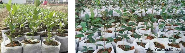 如果在三(sān)原縣種(zhǒng)植油茶 如果在三原縣種植油茶