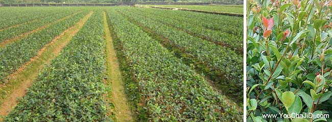 四望花橋茶油在國外受 四望花橋茶油在(zài)國外受