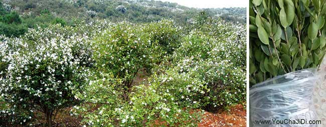 太倉市油茶苗(miáo)、茶樹種 太倉市(shì)油茶苗、茶樹種