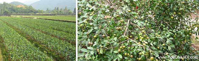園林歐美國家喜歡吃茶 園(yuán)林歐(ōu)美國家喜歡吃茶