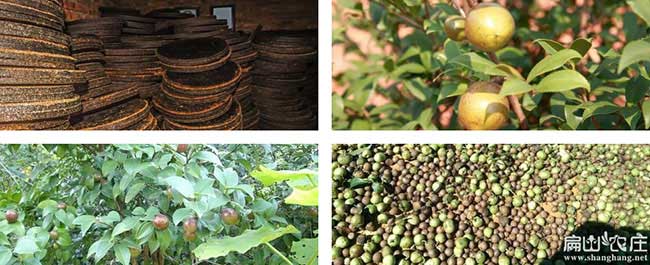 嵊州油茶苗批發 嵊州油茶苗批發