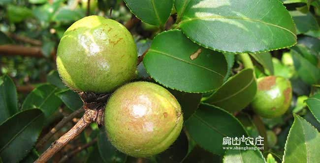福渡高產(chǎn)油茶苗 福渡高產油茶苗