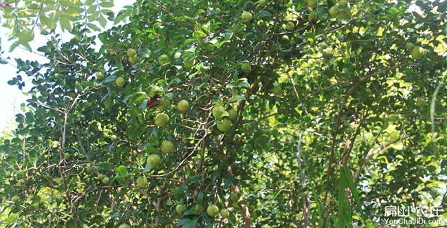 埭(dài)頭鎮(zhèn)源油茶苗的土壤 埭頭鎮源油茶苗的土壤