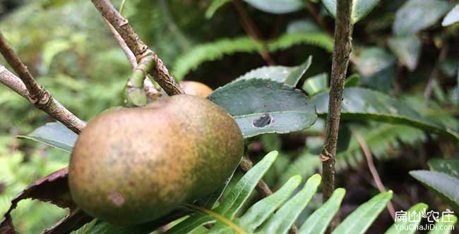 胡乐源油茶苗(miáo)的土壤耕(gēng) 胡乐源(yuán)油茶苗的土壤耕