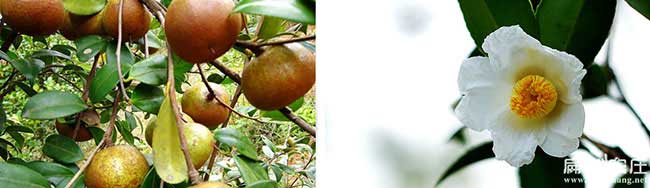 鄂州高產油茶種(zhǒng)植 鄂州高(gāo)產油茶種植