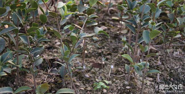 油茶種植重(chóng)在湖北管理 油茶種植重在湖北(běi)管理