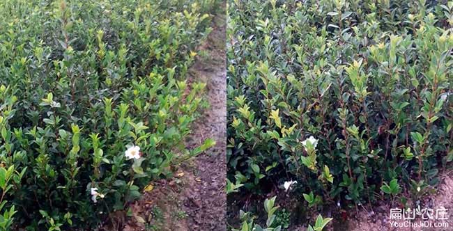 鳳崗鎮源油茶苗的土壤 鳳崗鎮源油茶苗的土壤