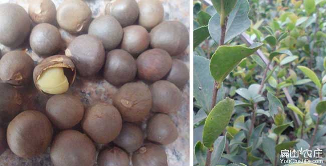 洪山源油茶苗的土壤耕 洪(hóng)山源油茶苗的土壤耕(gēng)