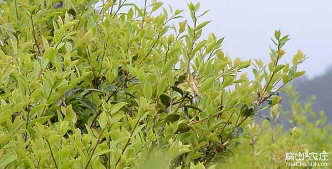 珠海概述油(yóu)茶的食用(yòng)油 珠海概(gài)述油茶的食(shí)用油
