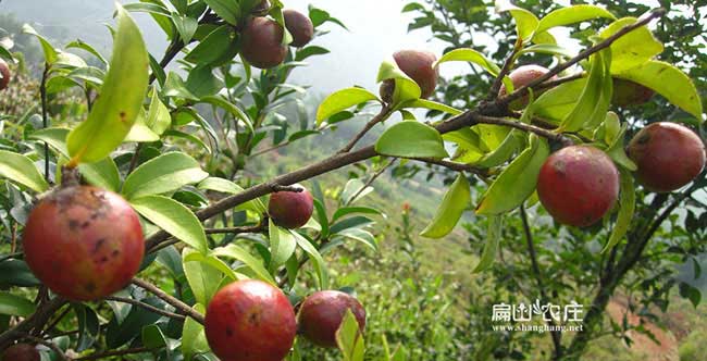 常州扁山茶樹苗下套種 常州扁山(shān)茶(chá)樹(shù)苗下套種