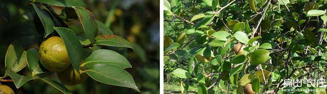 黃(huáng)岡高產油茶林 黃岡高產油茶林