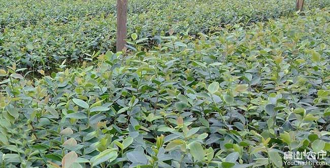 鄂州國內集油茶苗(miáo) 鄂州國內集(jí)油茶苗