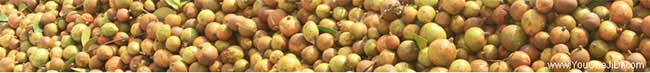 黃(huáng)家口湘林油茶苗出 黃家口湘林油茶苗出