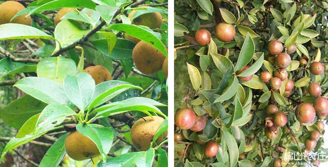 金壇區茶樹苗栽(zāi)植行珠 金壇區茶樹苗栽植行珠