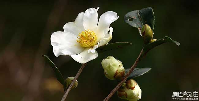 陽城(chéng)鎮源茶(chá)樹(shù)苗提高授 陽城鎮源茶樹苗提高授
