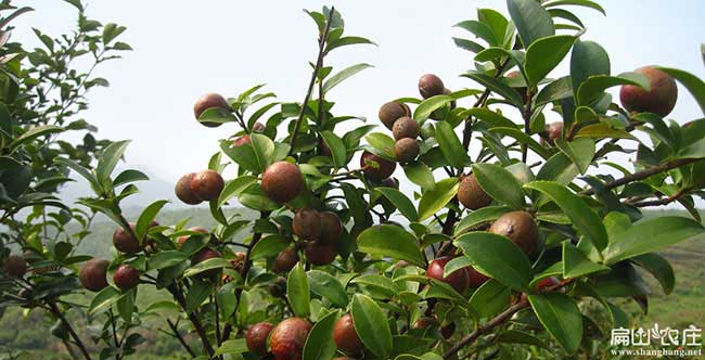 長(zhǎng)安鎮市麵上紅(hóng)花茶油(yóu) 長安鎮市麵上紅花茶油