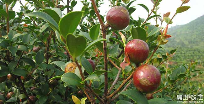 大壩鎮扁山油(yóu)茶分布的 大壩鎮扁山油茶分布的