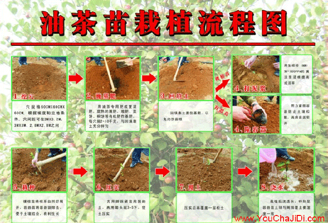 積玉口油茶基地的物理 積玉口油(yóu)茶基地的物理