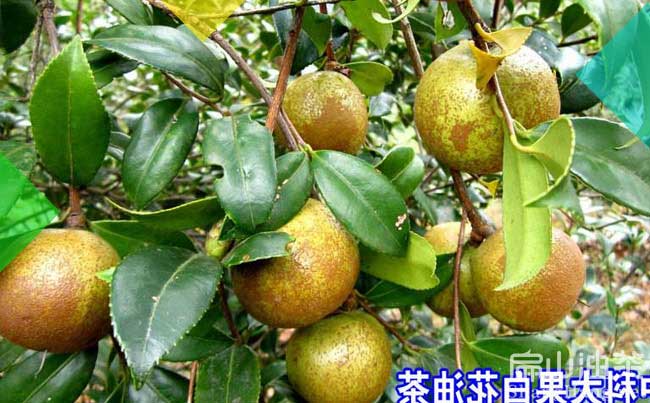好苗:江西湖南大果油茶苗價格四川紅花茶籽樹苗大批發（fā）-扁山油茶基地（dì）