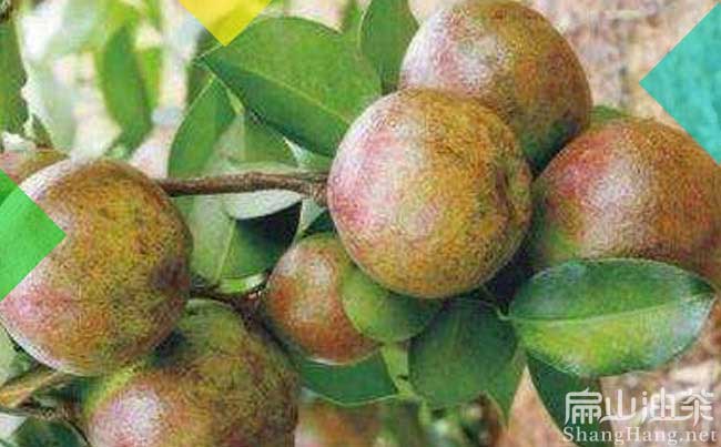 漳州（zhōu）大果（guǒ）油茶樹