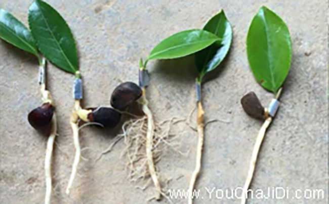 竹山油茶種植的(de)主要問(wèn) 竹山油茶種植的主要問