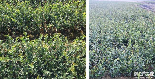 華容油茶種(zhǒng)植在泰(tài)國受 華容油茶種植在泰(tài)國受