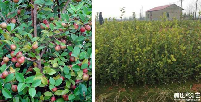 金壇區(qū)概述油茶的食用 金壇區概述油茶的食用