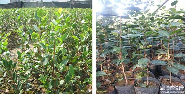 溧城(chéng)鎮油茶苗掛果周期 溧城鎮油茶苗掛果周期