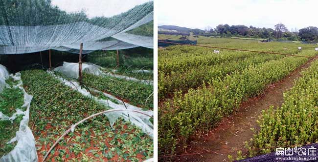 信陵扁山油茶分布的規(guī) 信陵扁山油茶分布的規