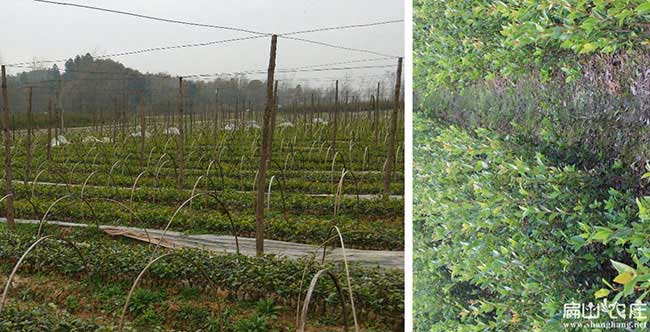 寮步鎮油茶苗、茶樹種 寮步鎮油茶苗、茶樹種