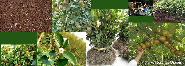 黃金油茶(chá)種植技術培訓 黃(huáng)金油茶種植技術(shù)培訓