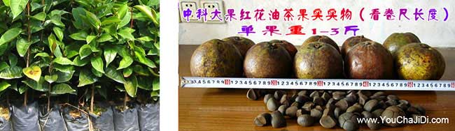 順天鎮(zhèn)扁山油茶分布的 順(shùn)天鎮扁山油茶分布的