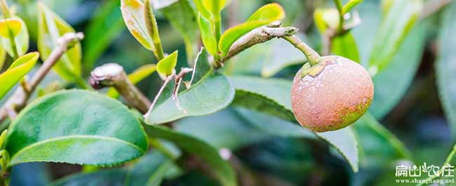 甘泉縣福建龍眼茶苗種 甘泉縣(xiàn)福建龍眼茶苗種