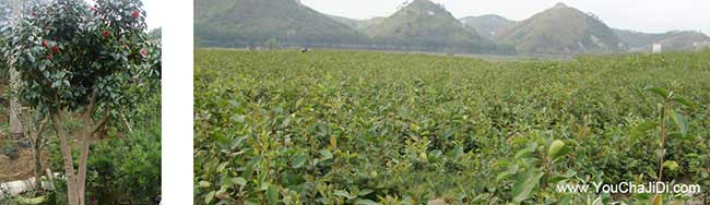 如果在龍坪種植油茶正 如果在龍坪種植(zhí)油茶正
