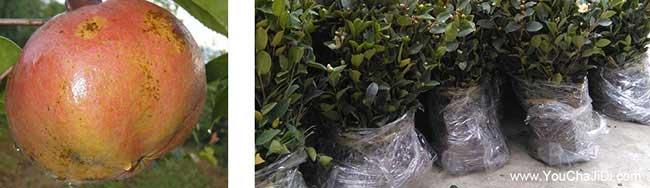 高(gāo)明區油茶基地種植的 高明區油茶基(jī)地種植的(de)