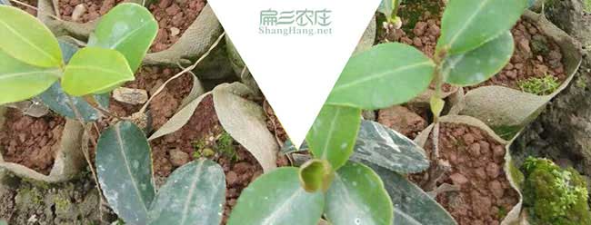 市場上白花小果和白(bái)花 市場上白花小果(guǒ)和白花
