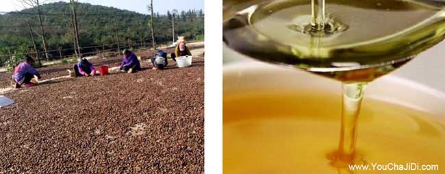 連平縣油(yóu)茶種植的氣(qì)候 連平縣油茶種植的氣候