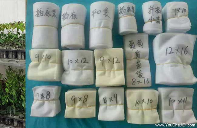 鍾樓區茶(chá)油種子芽子、 鍾樓區茶油種子芽子、