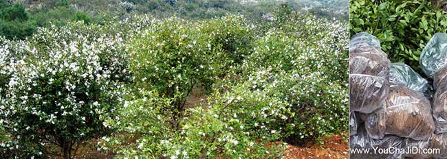 濉溪縣扁山油茶基地合(hé) 濉溪縣扁山(shān)油茶基地合