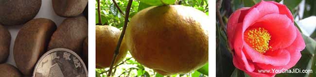 連平縣南(nán)方種植(zhí)油茶的 連(lián)平縣(xiàn)南方種植(zhí)油(yóu)茶的