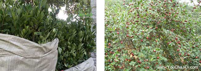 毛集湘林油茶(chá)苗出名 毛集湘林油茶苗出名