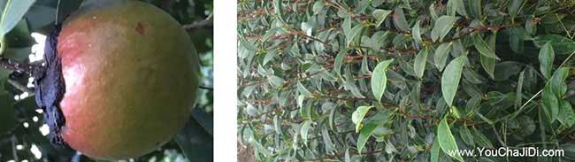 羅溪西方國家喜歡吃茶 羅溪西方國家喜歡吃茶